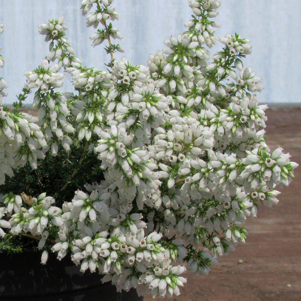 Erica cinerea f. alba - Dopheide