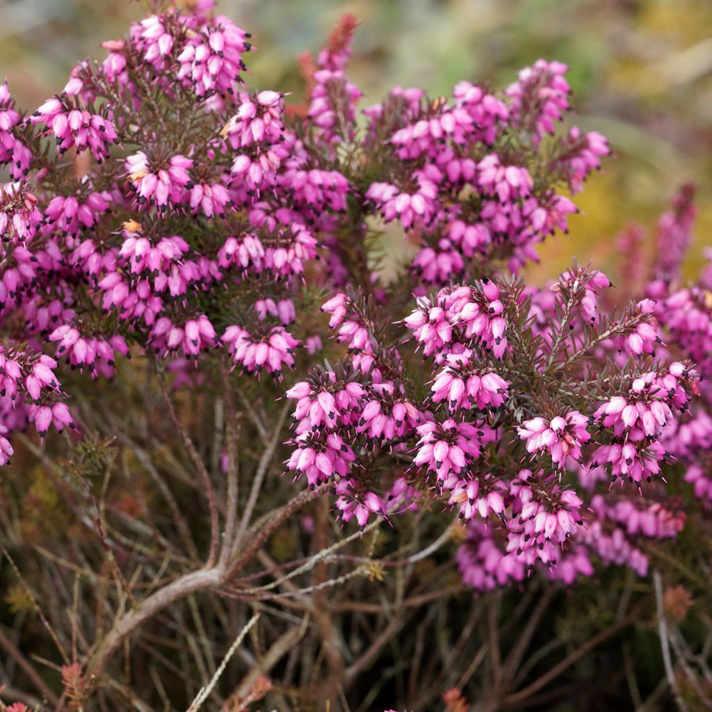 Erica darleyensis Kramers Rote - Winterheide
