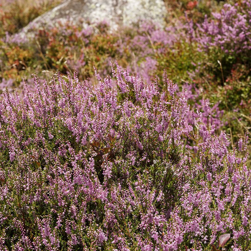 Calluna vulgaris Allegro - Zomerheide