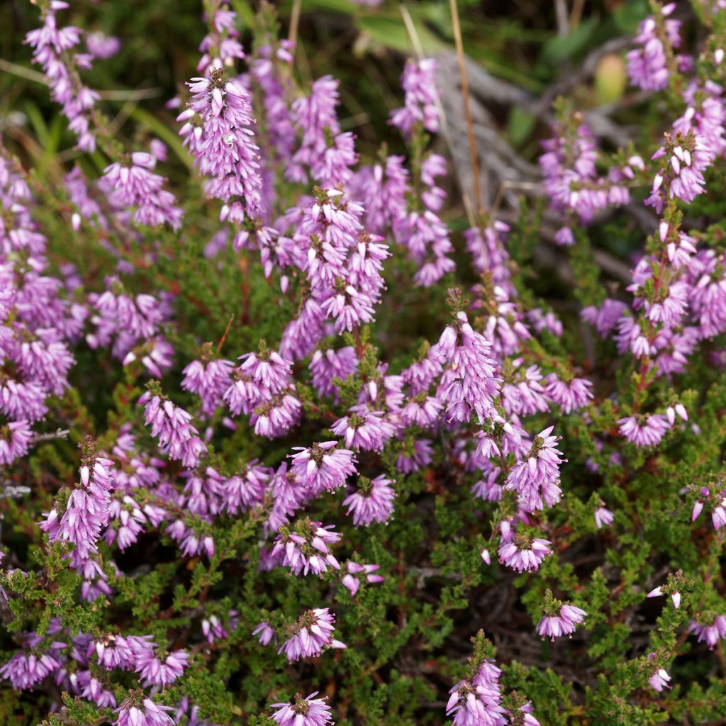 Calluna vulgaris Allegro - Zomerheide