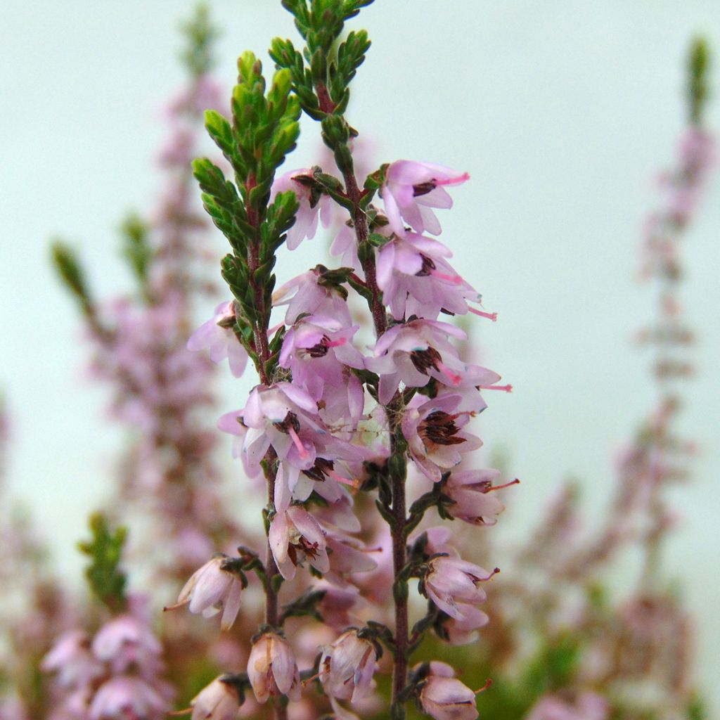 Calluna vulgaris Spring Torch - Zomerheide