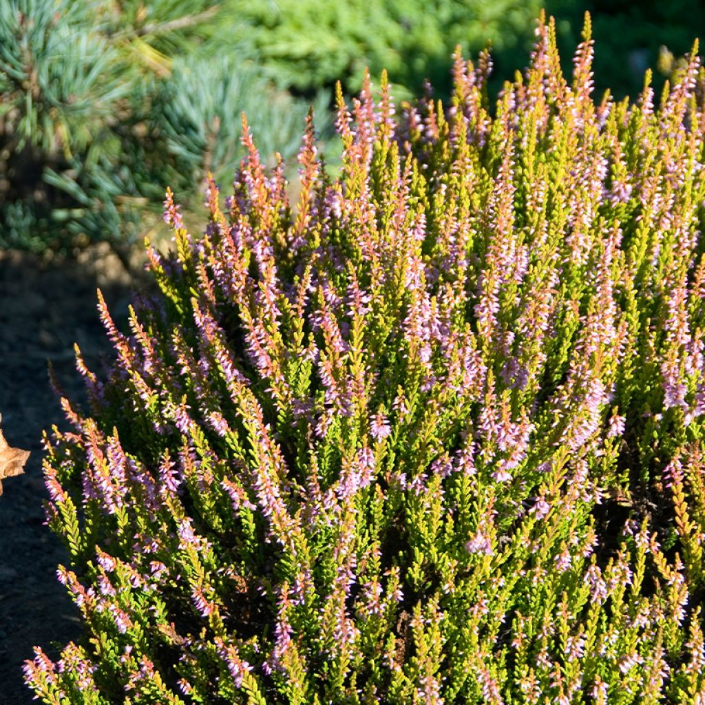 Calluna vulgaris Winter Chocolate - Zomerheide