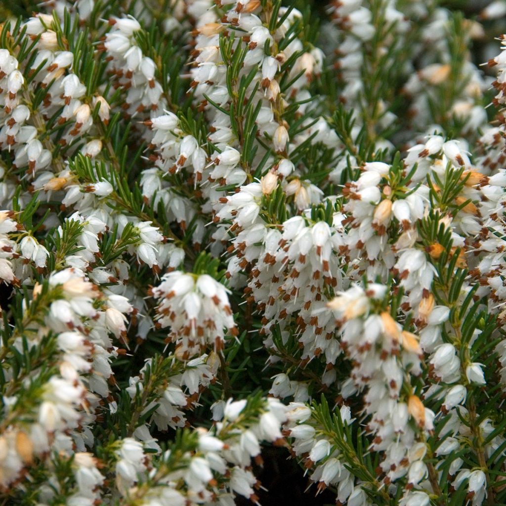 Erica darleyensis Silberschmelze - Winterheide