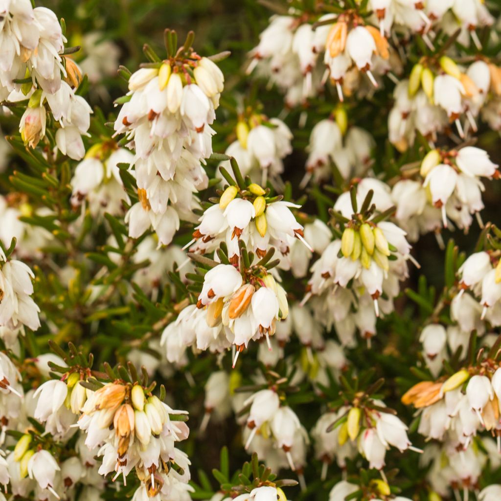 Erica darleyensis Silberschmelze - Winterheide