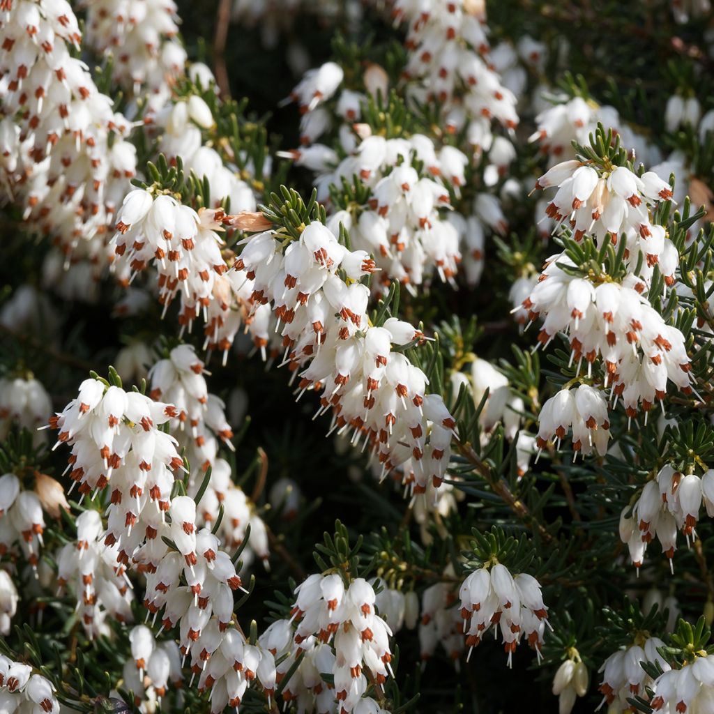 Erica darleyensis Silberschmelze - Winterheide