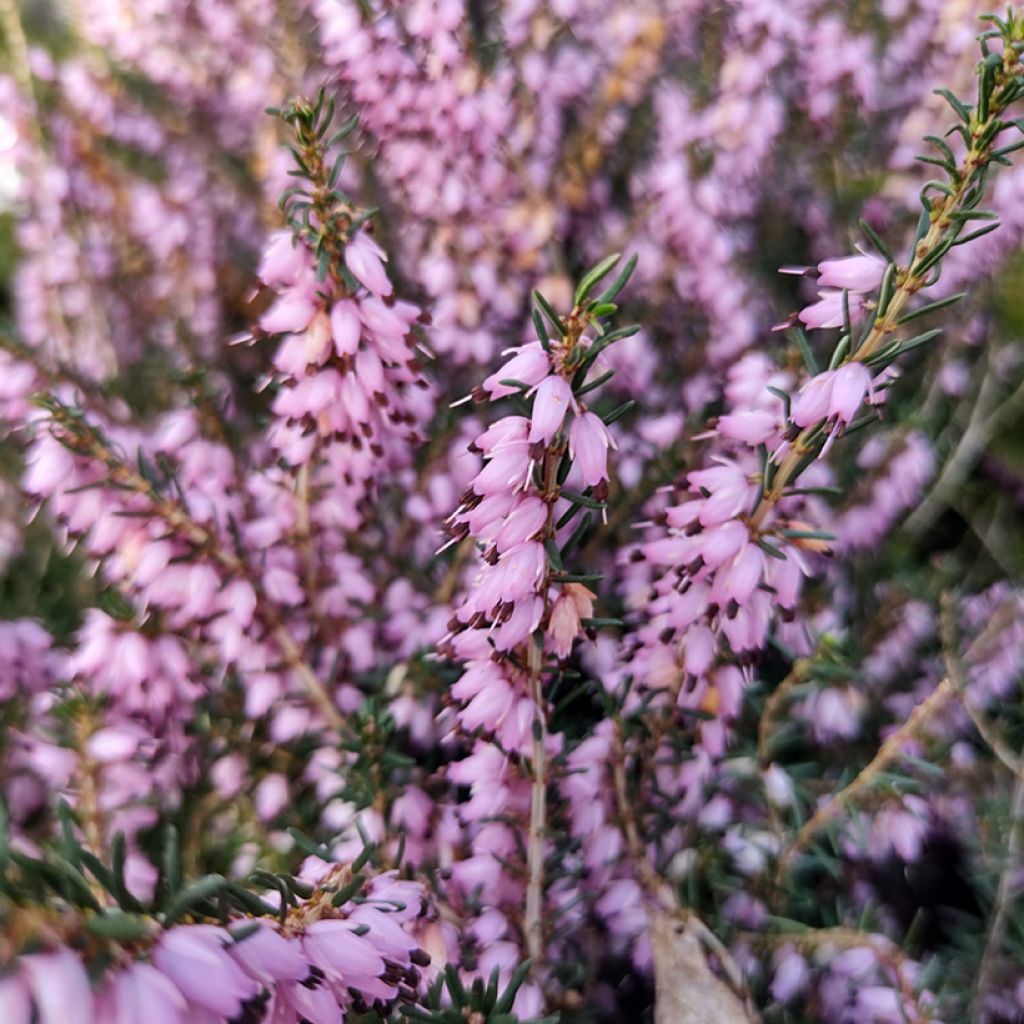 Erica darleyensis Furzey - Winterheide