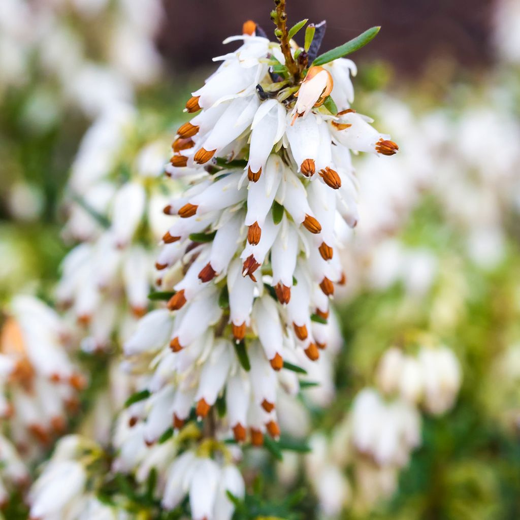 Erica carnea Isabell - Winterheide