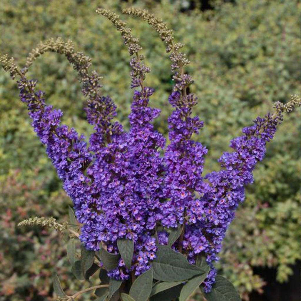 Vlinderstruik Blue Chip Jr - Buddleja
