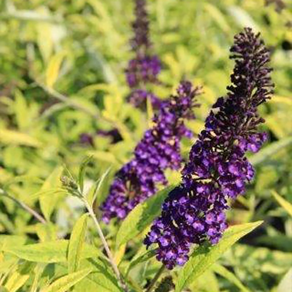 Vlinderstruik Magda's Gold Knight - Buddleja