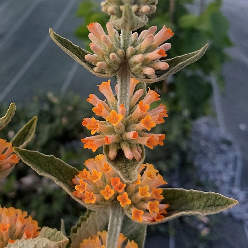 Herfstsering Orange Sceptre - Buddleja