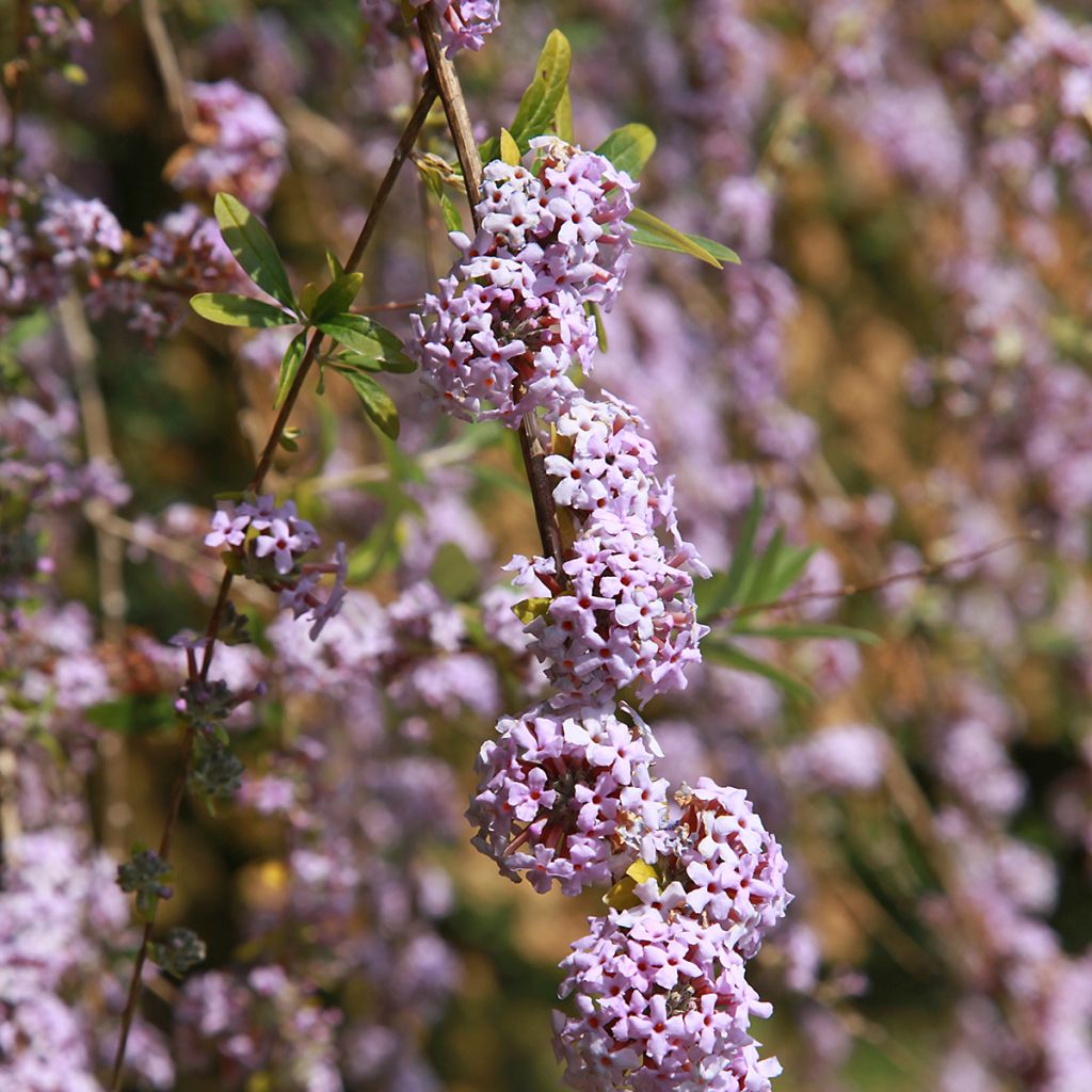 Buddleja alternifolia - Vlinderstruik