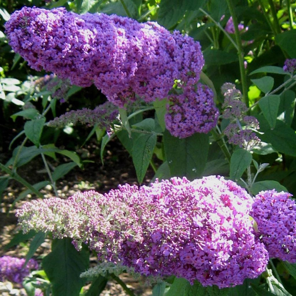 Vlinderstruik Rêve de Papillon Roze - Buddleja davidii