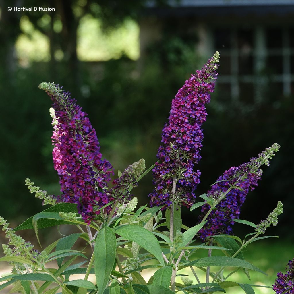 Vlinderstruik Rêve de Papillon Violet - Buddleja davidii