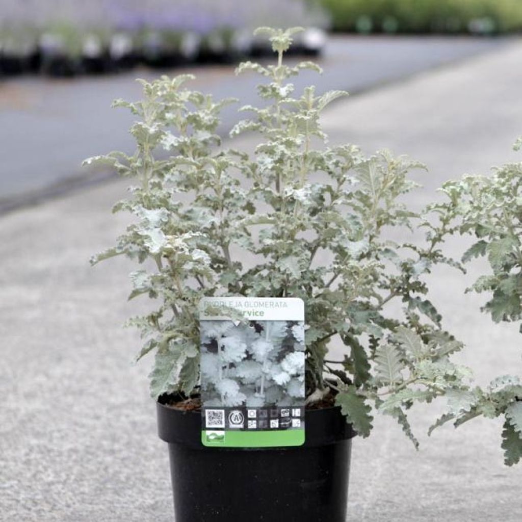 Buddleja glomerata Silver Service - Herfstsering