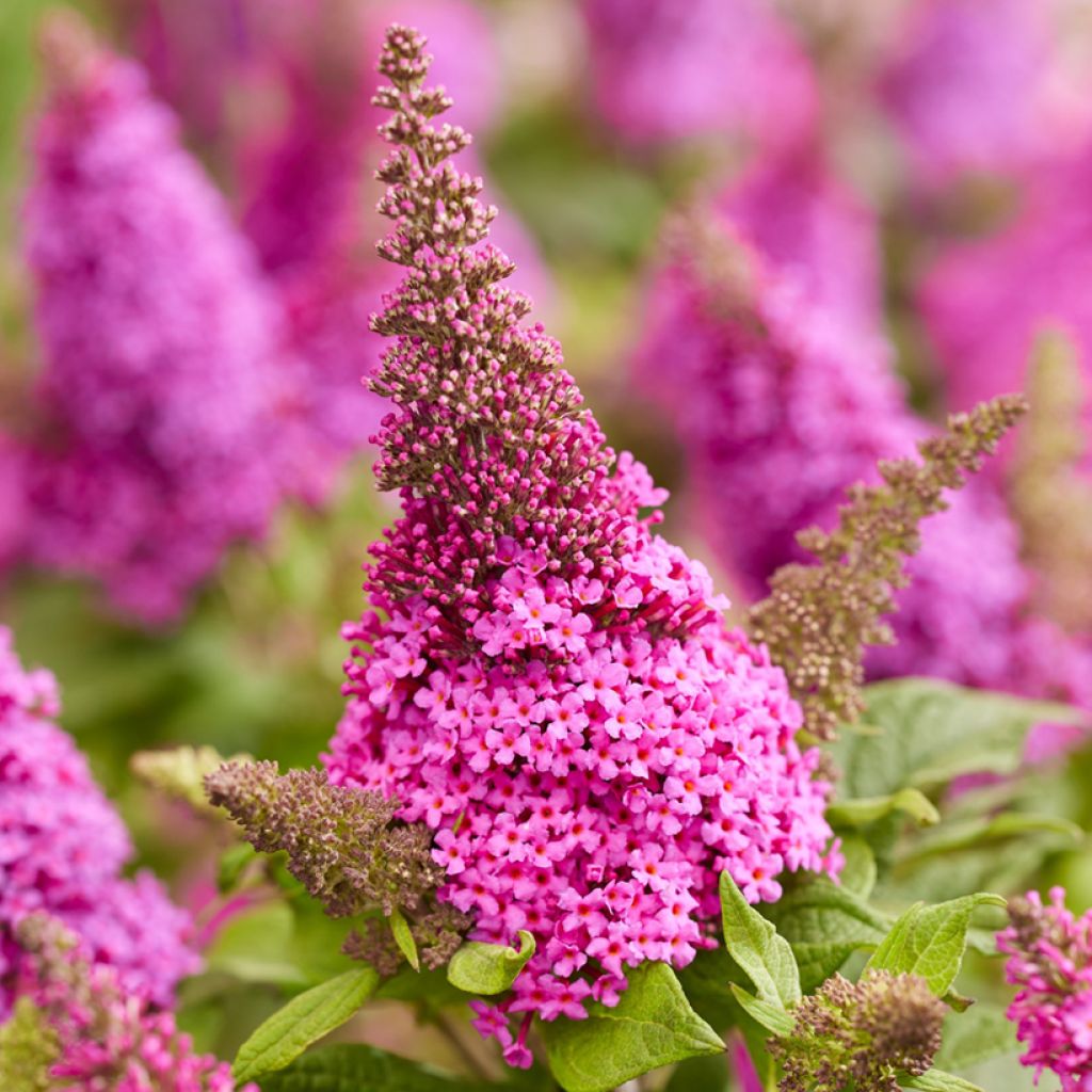 Vlinderstruik Butterfly Candy Little Cerise - Buddleja davidii