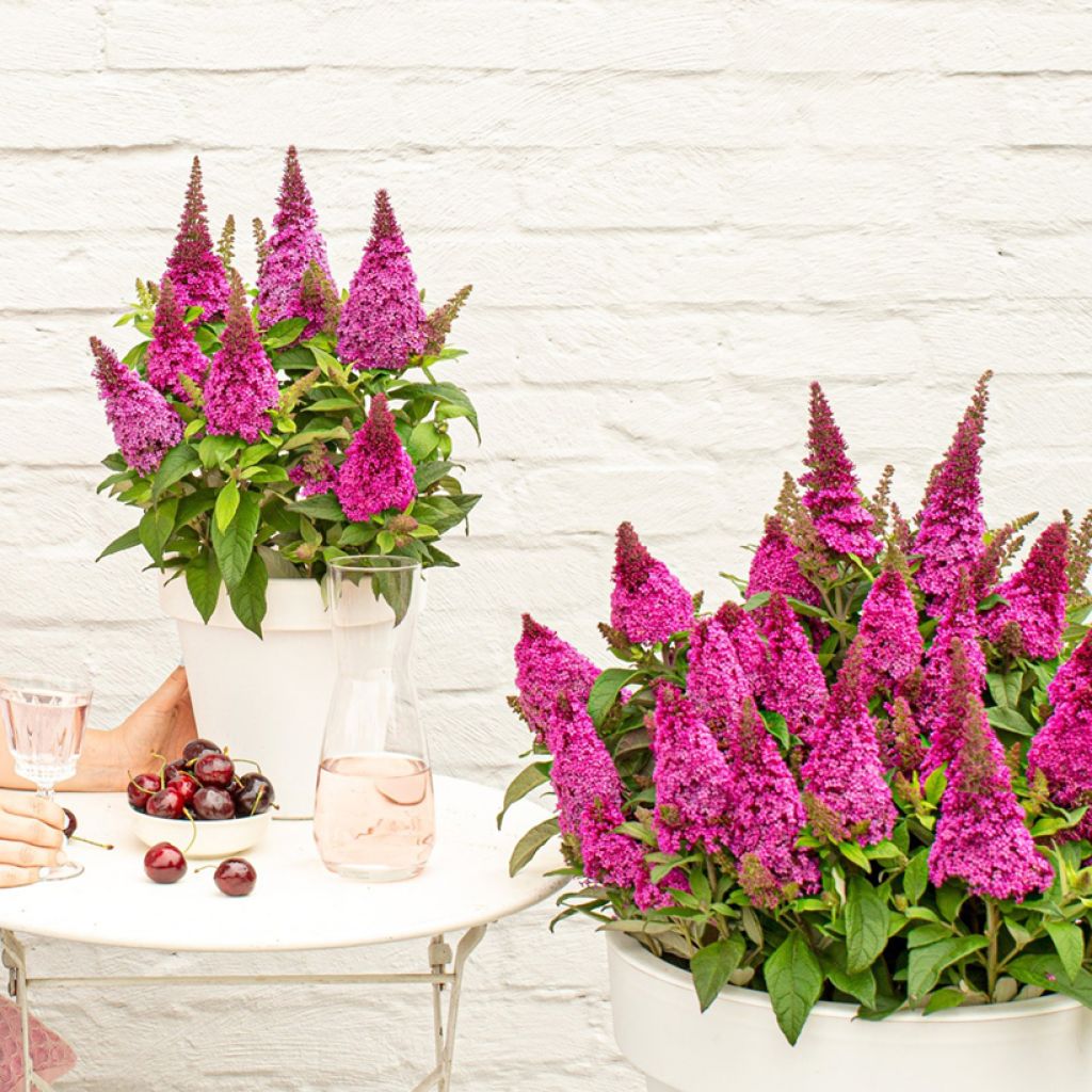 Vlinderstruik Butterfly Candy Little Cerise - Buddleja davidii