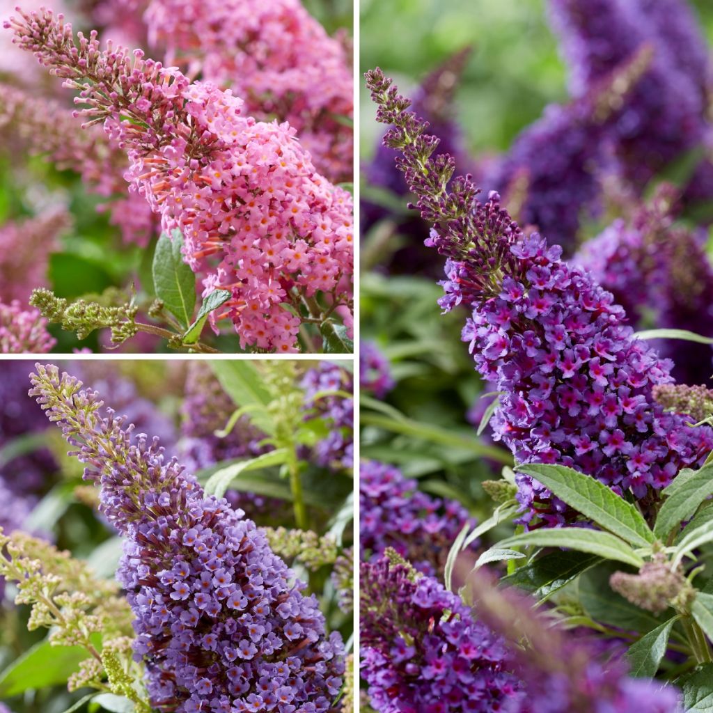 Vlinderstruik Butterfly Candy Trio Little Paars Little Roze Little Lila - Buddleja davidii
