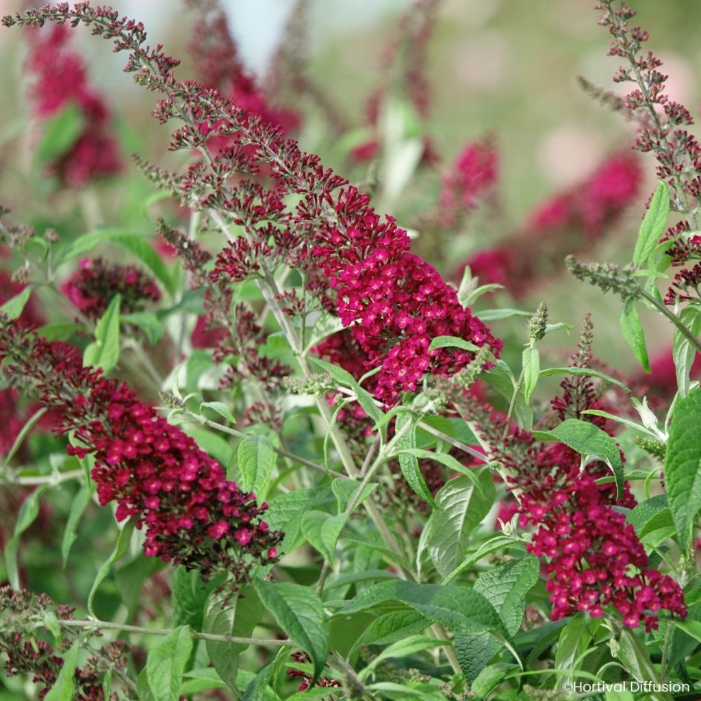 Vlinderstruik Rêve de Papillon Rood - Buddleja