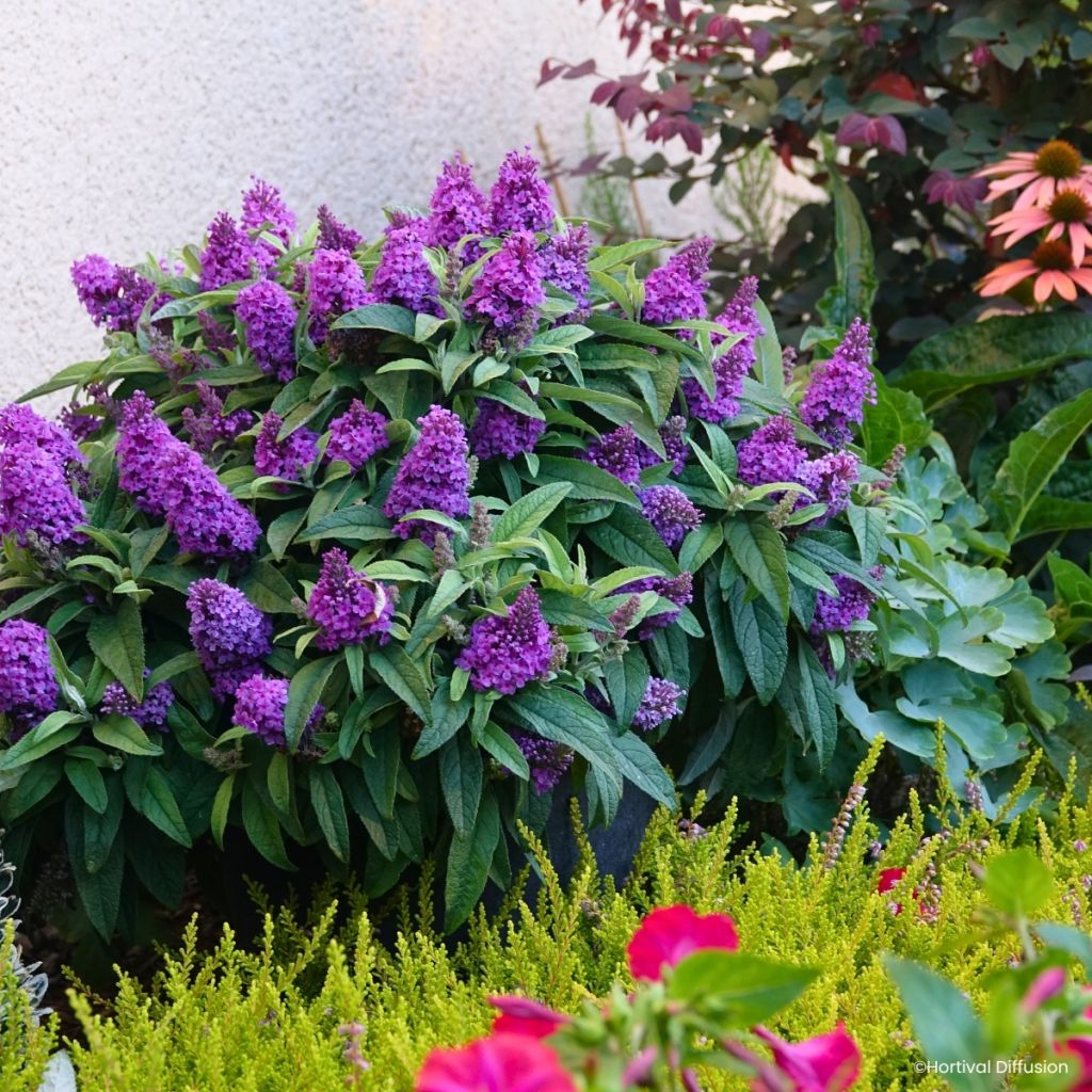 Vlinderstruik Tiny Buddy Violet - Buddleja davidii