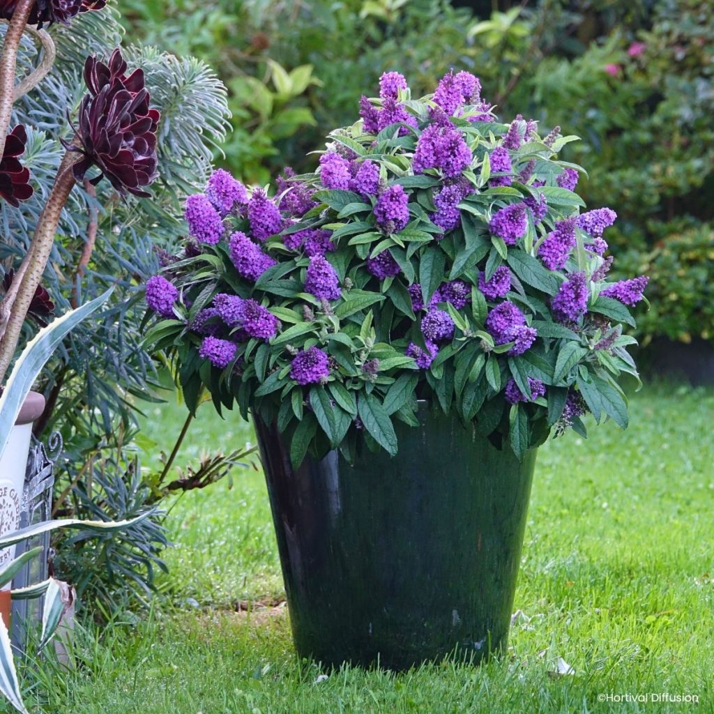 Vlinderstruik Tiny Buddy Violet - Buddleja davidii