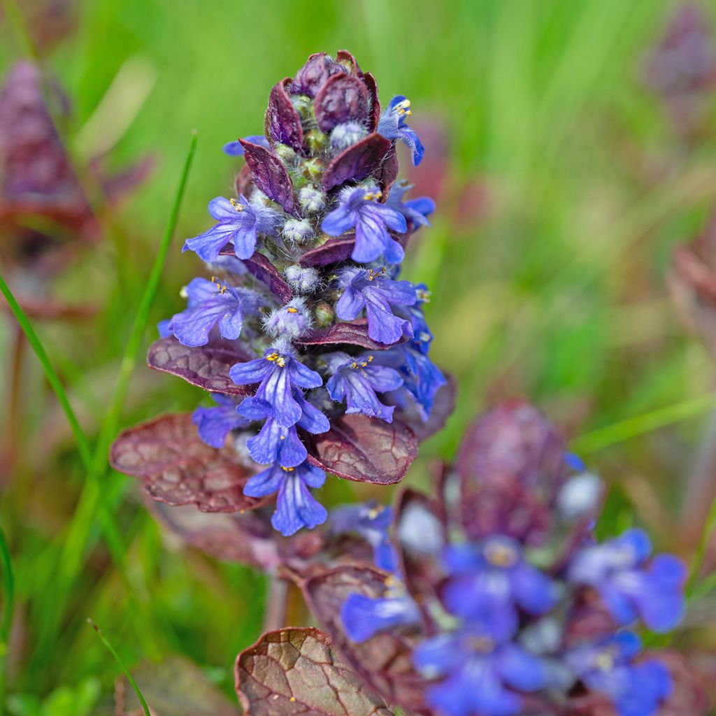 Ajuga reptans Atropurpurea - Kruipend zenegroen