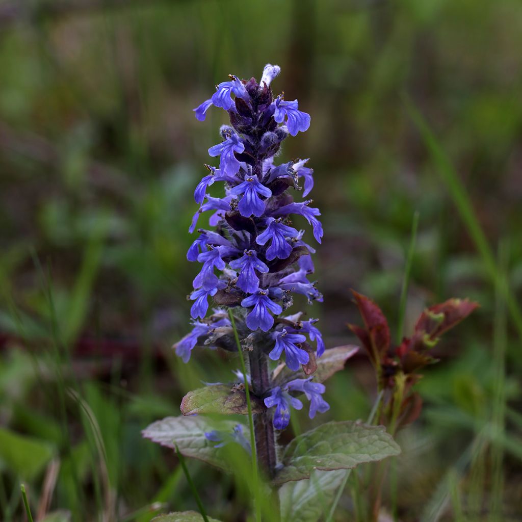 Ajuga reptans Atropurpurea - Kruipend zenegroen