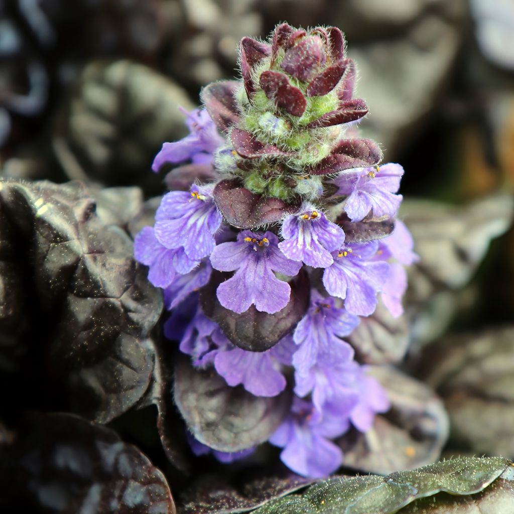 Ajuga reptans Black Scallop - Kruipend zenegroen