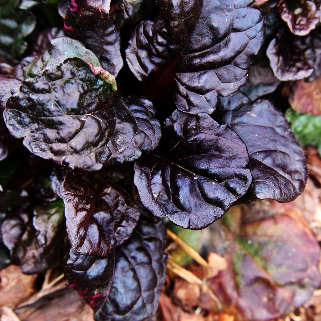 Ajuga reptans Black Scallop - Kruipend zenegroen