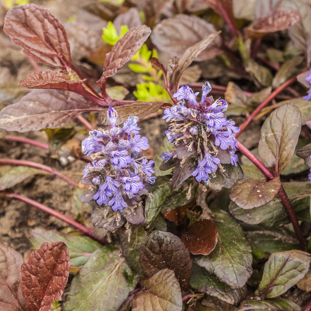 Ajuga reptans Braunherz - Kruipend zenegroen