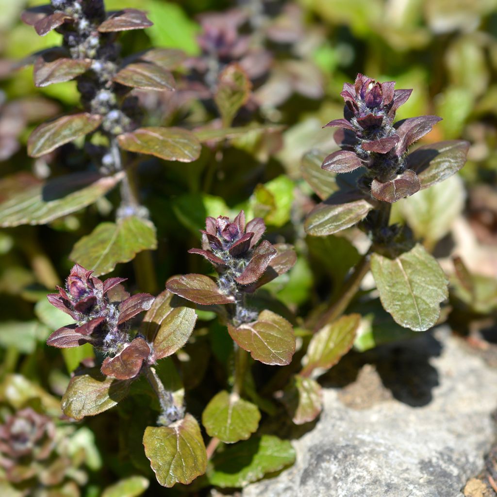 Ajuga reptans Multicolor - Kruipend zenegroen