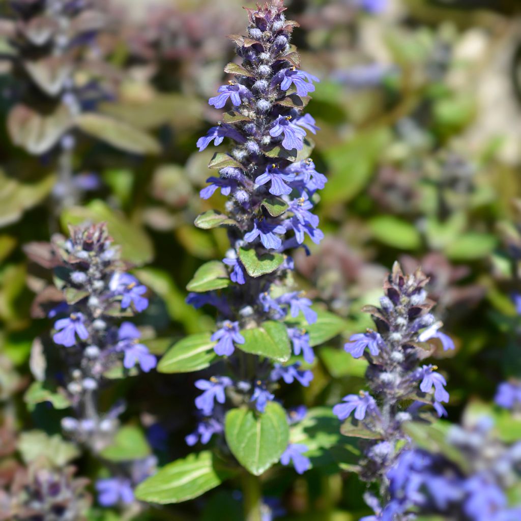 Ajuga reptans Multicolor - Kruipend zenegroen