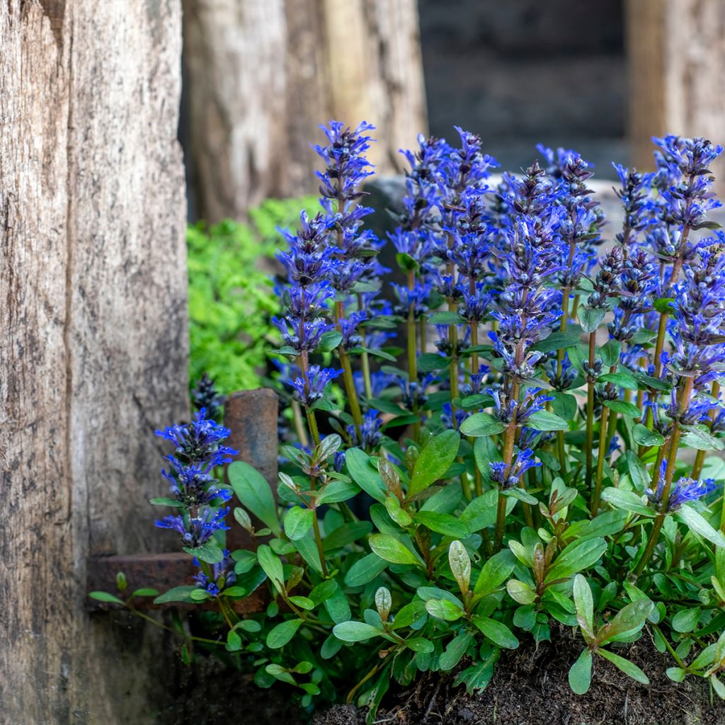 Ajuga reptans - Kruipend zenegroen