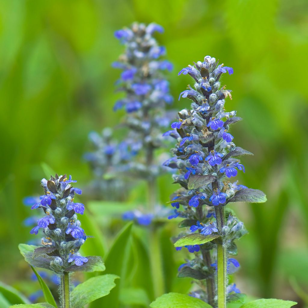 Ajuga reptans - Kruipend zenegroen