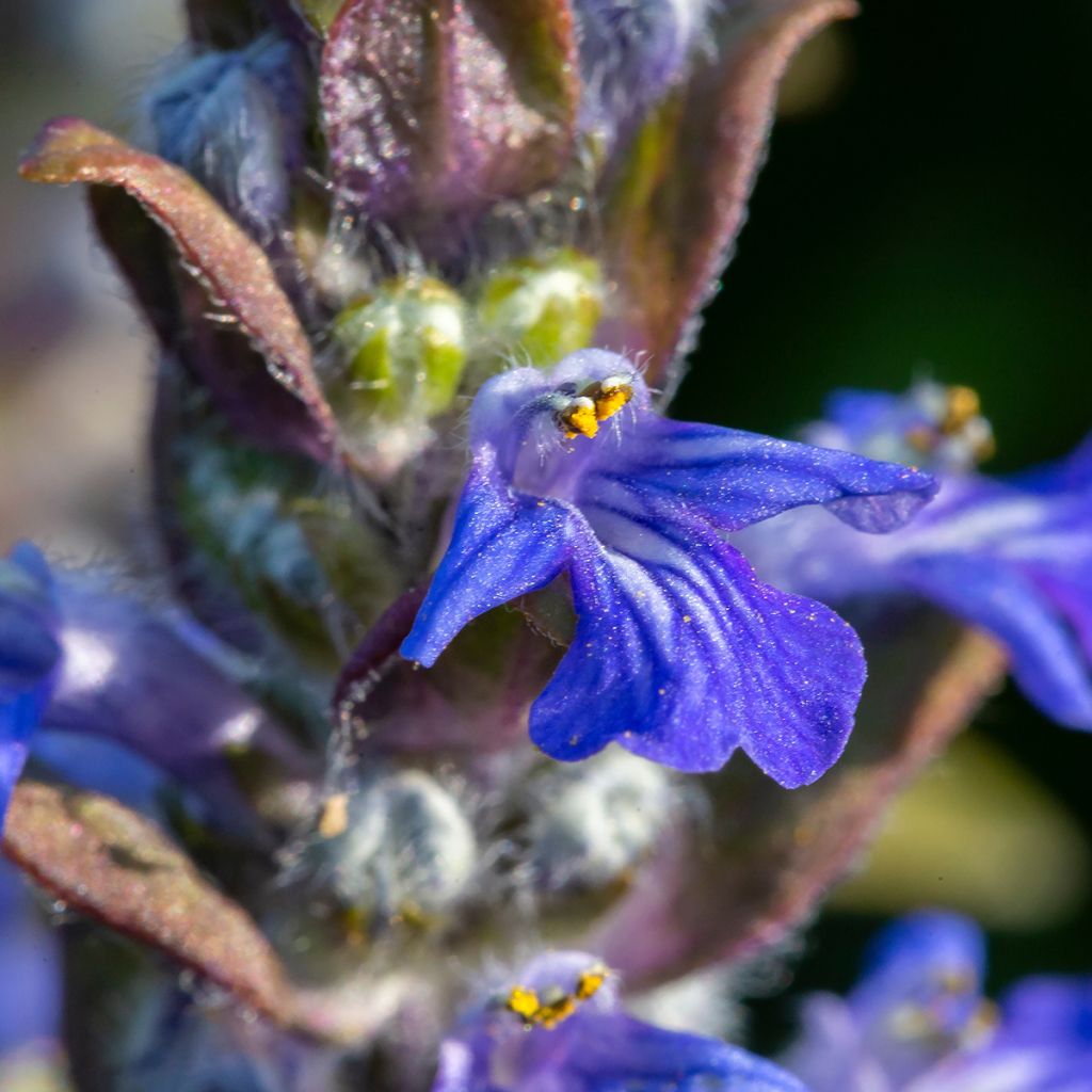 Ajuga reptans - Kruipend zenegroen