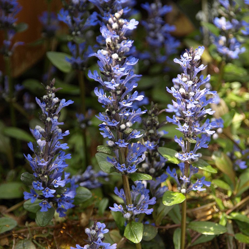 Ajuga reptans Chocolate Chip - Kruipend zenegroen