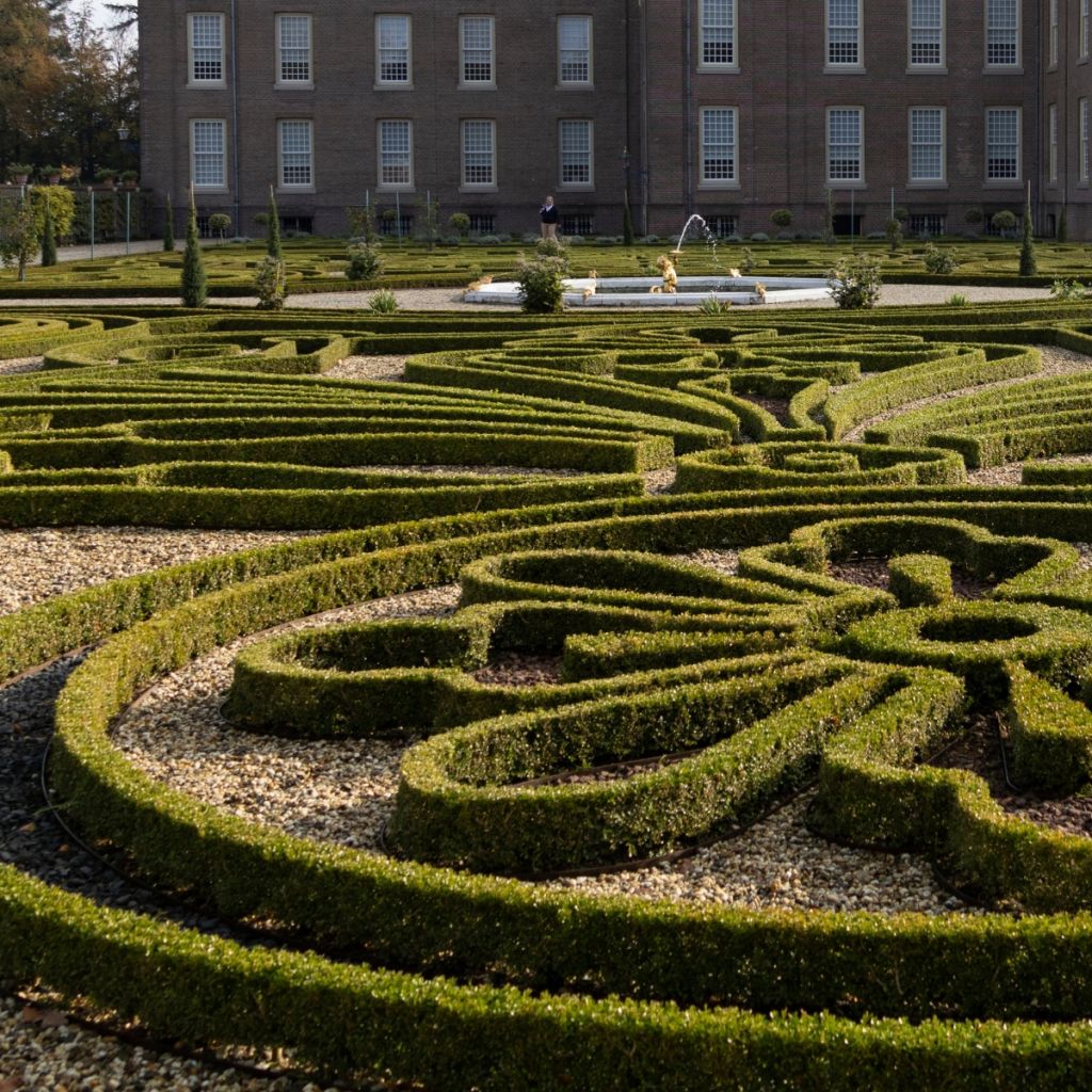 Buxus Betterbuxus Babylon Beauty - Palmboompje