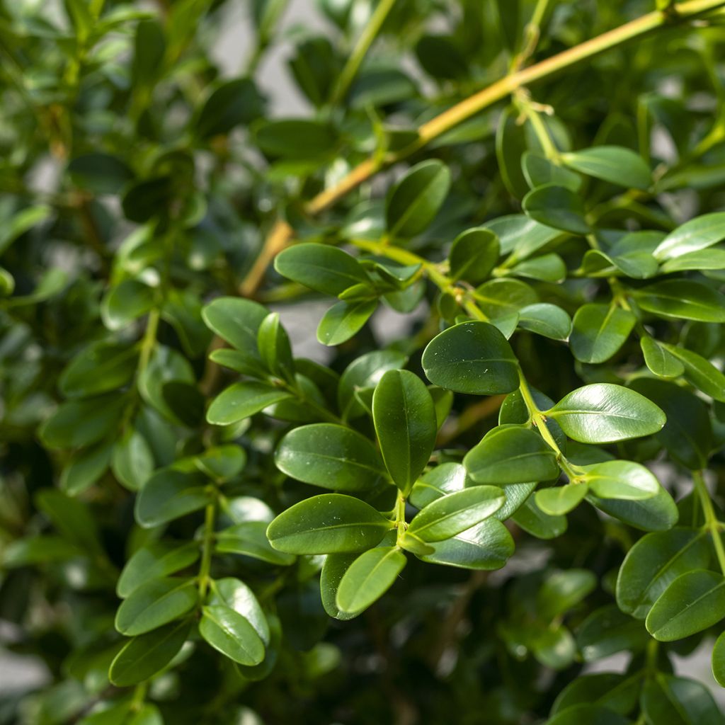 Buxus Betterbuxus Heritage - Palmboompje