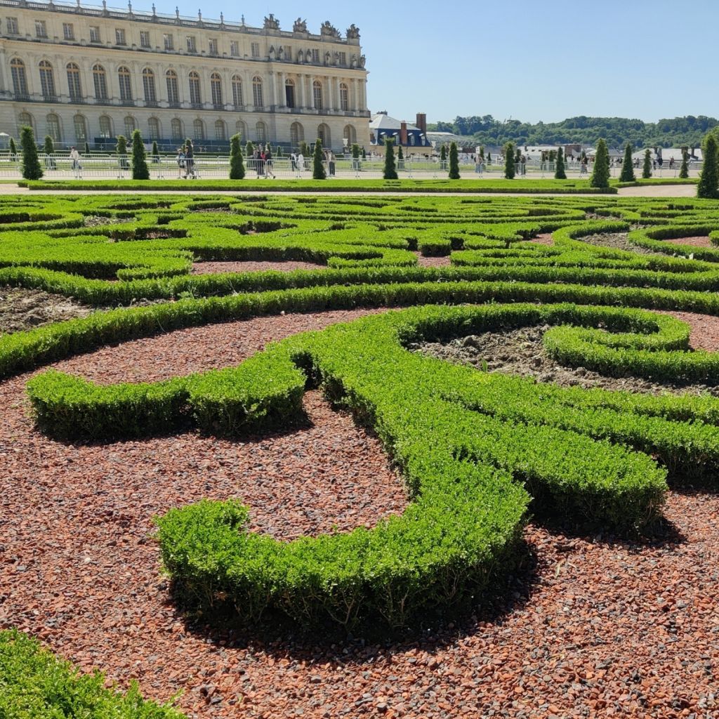 Buxus Betterbuxus Skylight - Palmboompje