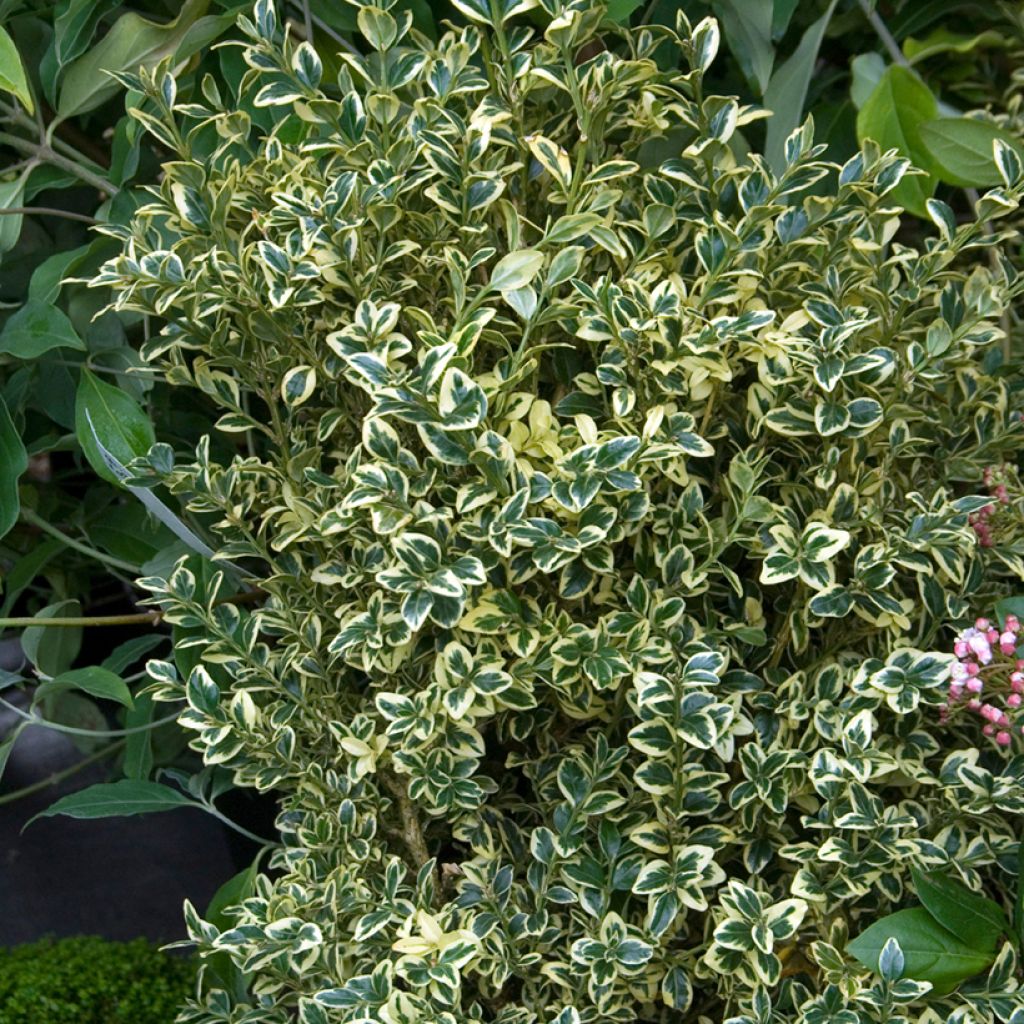 Buxus sempervirens Elegans - Palmboompje