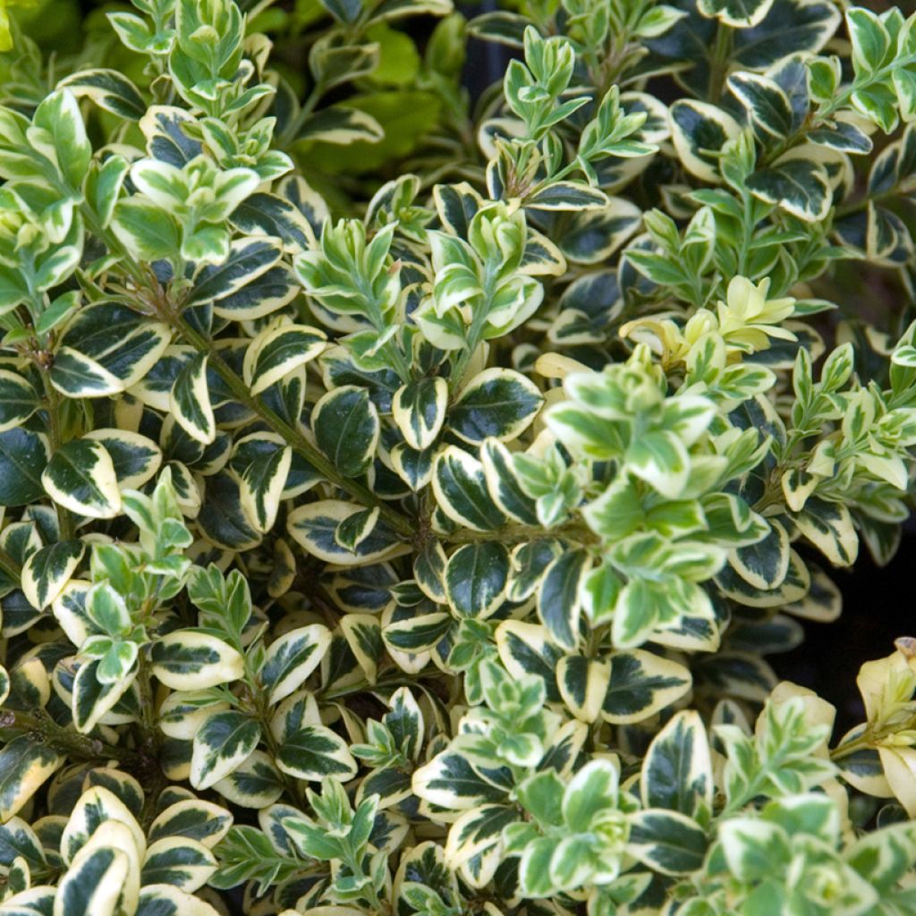 Buxus sempervirens Elegans - Palmboompje