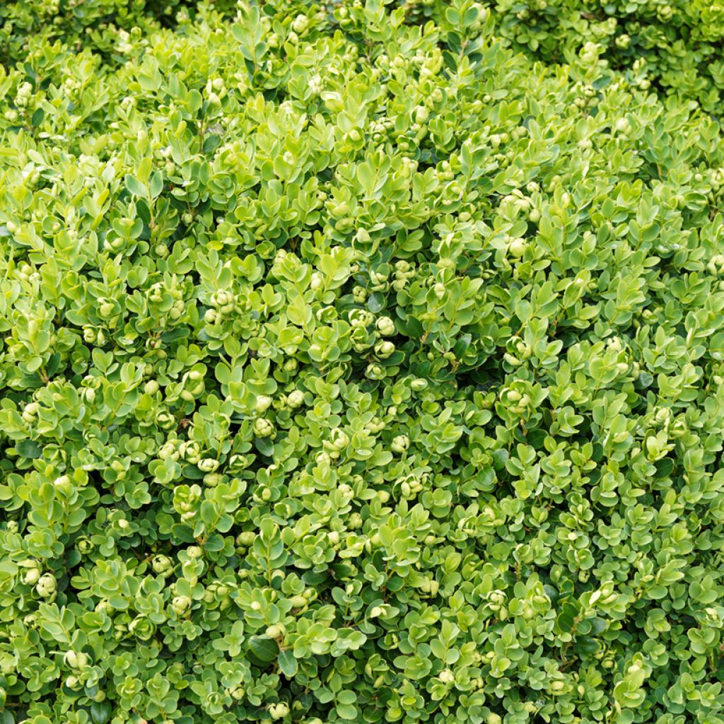 Buxus sempervirens Suffruticosa - Palmboompje