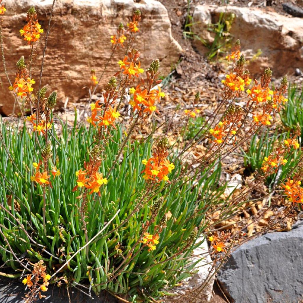 Bulbine frutescens Avera Sunset Orange - Knolbeesia