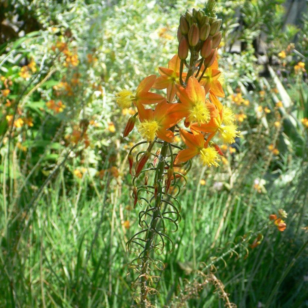 Bulbine frutescens Avera Sunset Orange - Knolbeesia