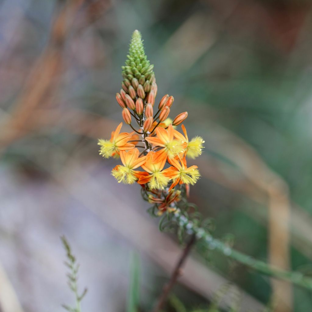 Bulbine frutescens - Knolbeesia