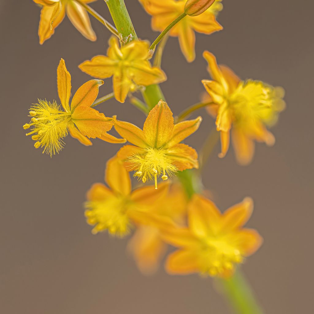 Bulbine frutescens - Knolbeesia
