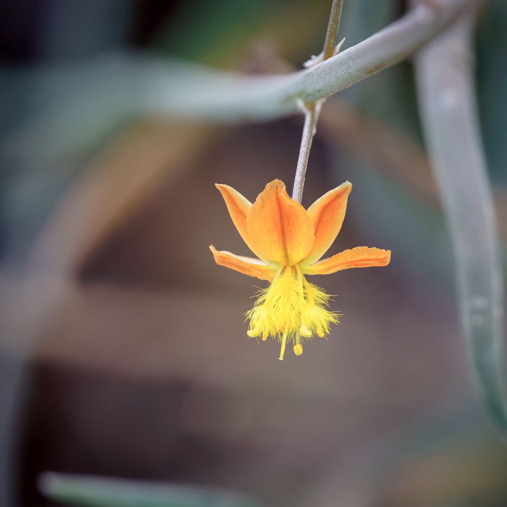 Bulbine frutescens - Knolbeesia