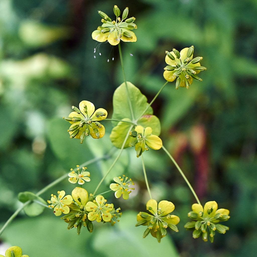 Bupleurum falcatum - Sikkelgoudscherm