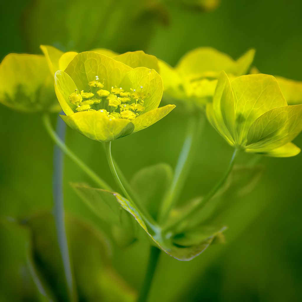 Bupleurum longifolium Aureum - Goudscherm
