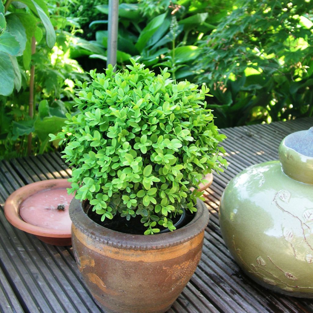 Buxus sempervirens Arborescent - Palmboompje