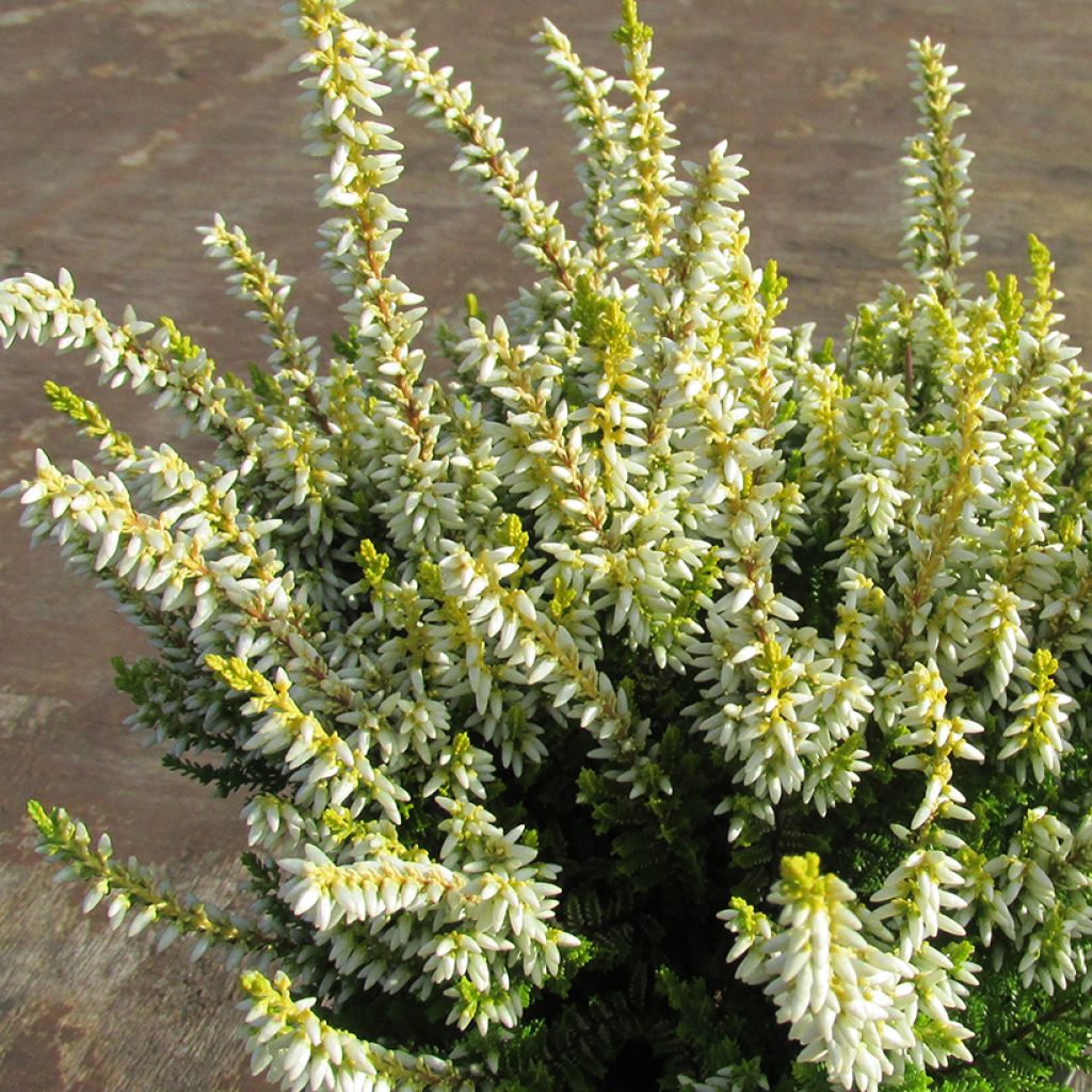 Calluna vulgaris Anouk - Zomerheide